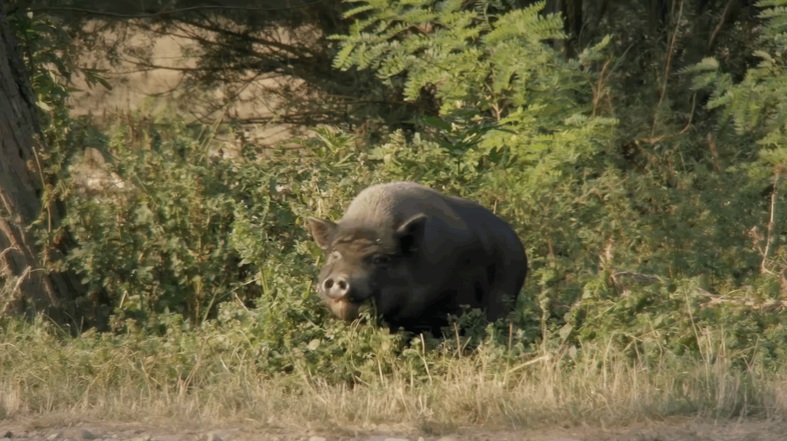 Milenita ft. Chichanenstein – Smurt Nyama /alt/ EP